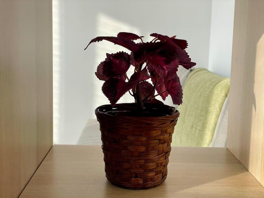 Appartement 73M2 - 2 Chambres - Parking - Wi-Fi ตูลูส ภายนอก รูปภาพ
